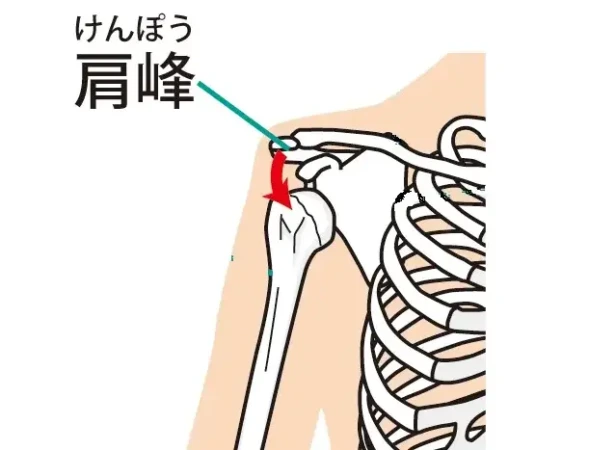 肩峰のイラスト画像
