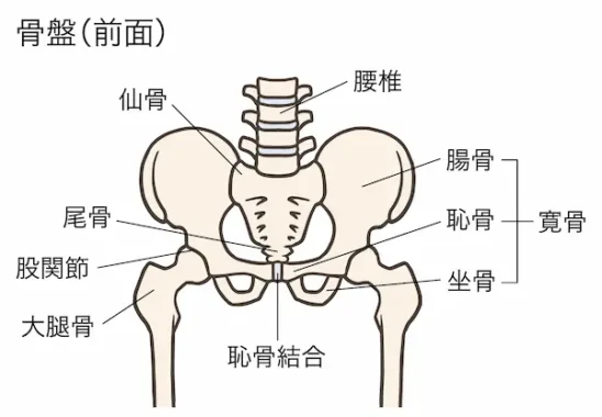 骨盤のイラスト画像