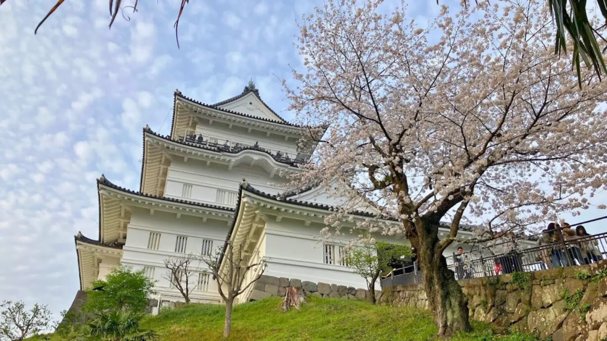 桜と小田原城