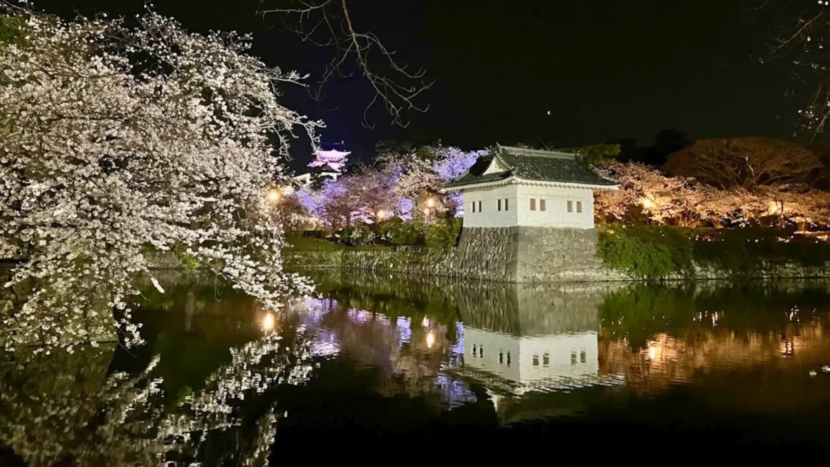 桜のライトアップと小田原城