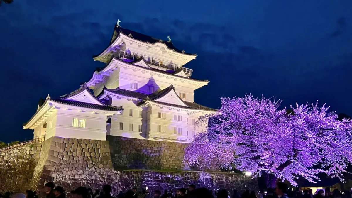 桜のライトアップと小田原城