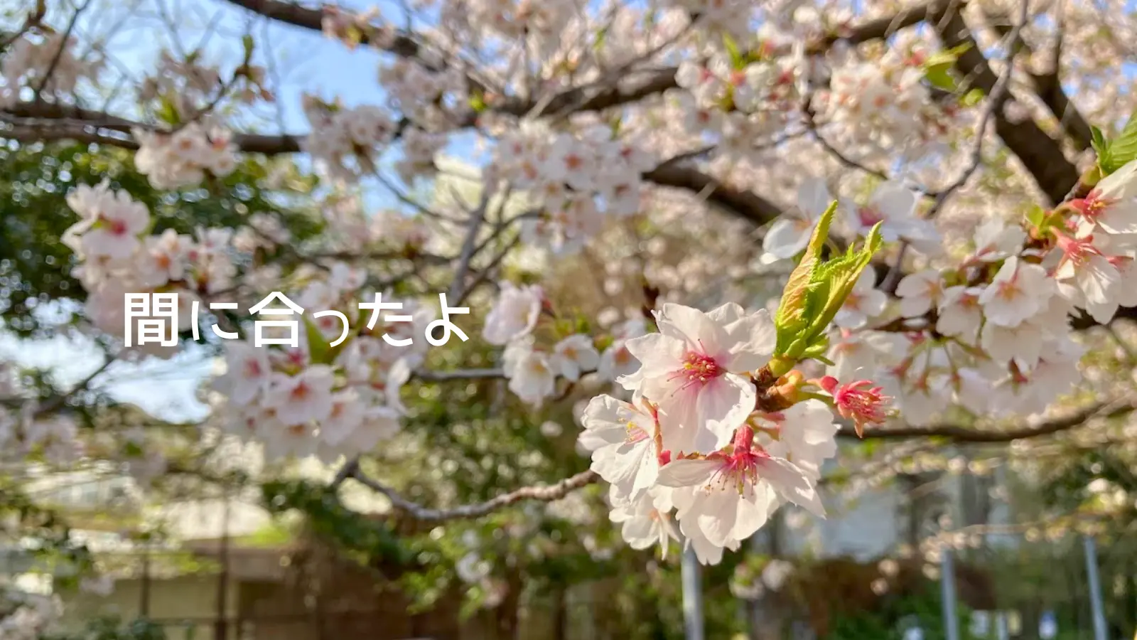 桜の花