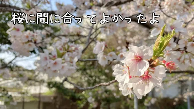桜の花