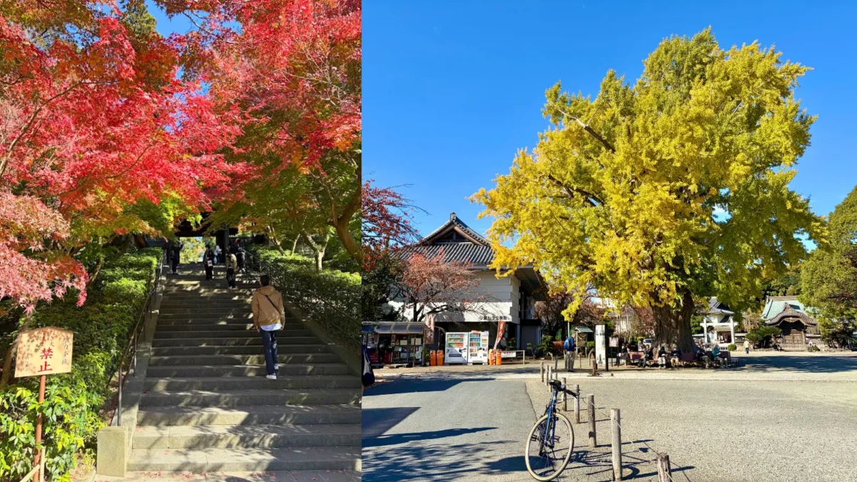 円覚寺のモミジと遊行寺のイチョウの木