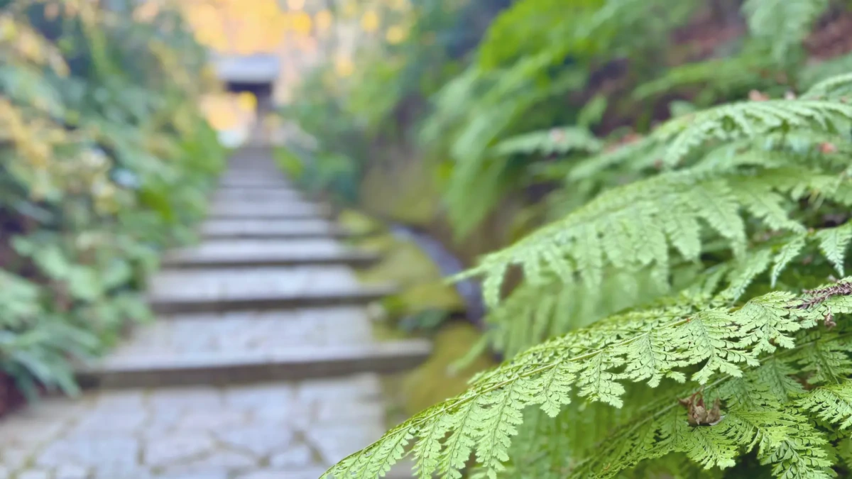 瑞泉寺のシダ
