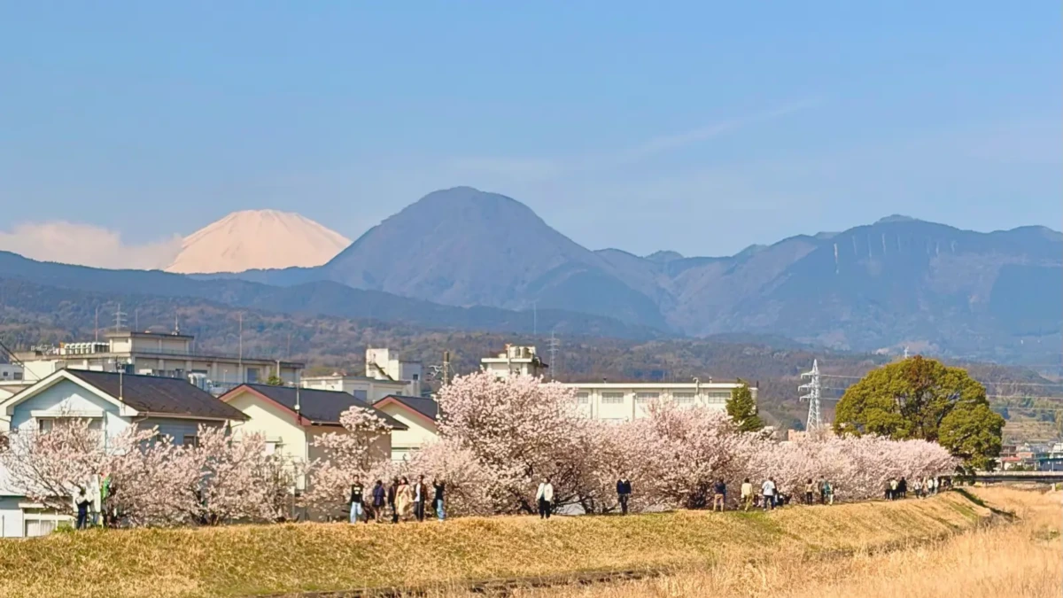 南足柄の桜並木と富士山